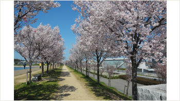 大阪狭山桜まつり　～春～