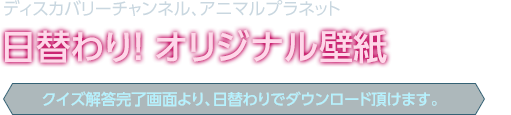 クイズ回答完了画面より、日替わりでダウンロード頂けます。