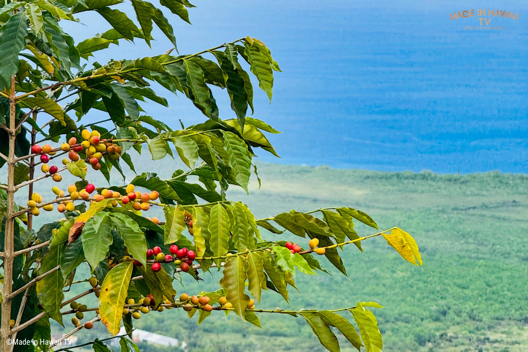 青い海を望むコーヒー畑