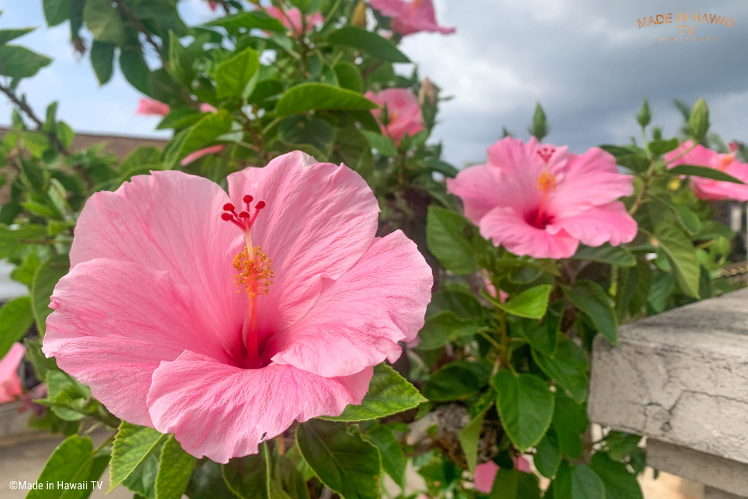 ピンクのハイビスカス