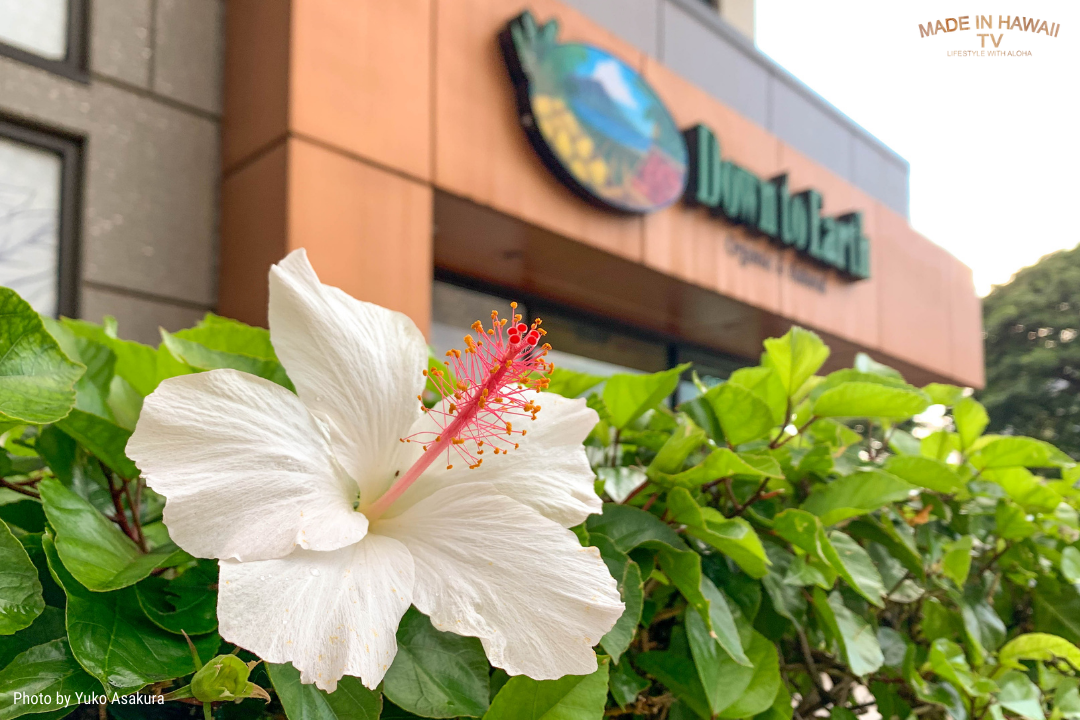 ダウントゥアースの軒先