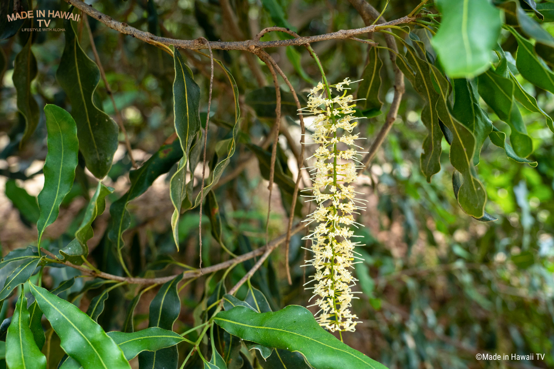 マカダミアナッツの花
