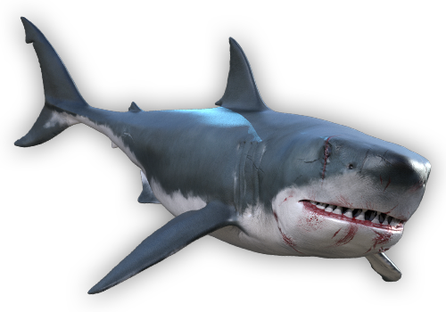 J Com サメ特集 怖いだけじゃないサメの生態が今ここに終結 J Comテレビ番組ガイド