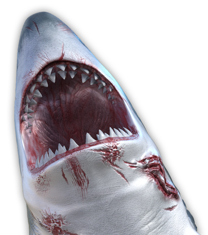 最も共有された サメ の 画像