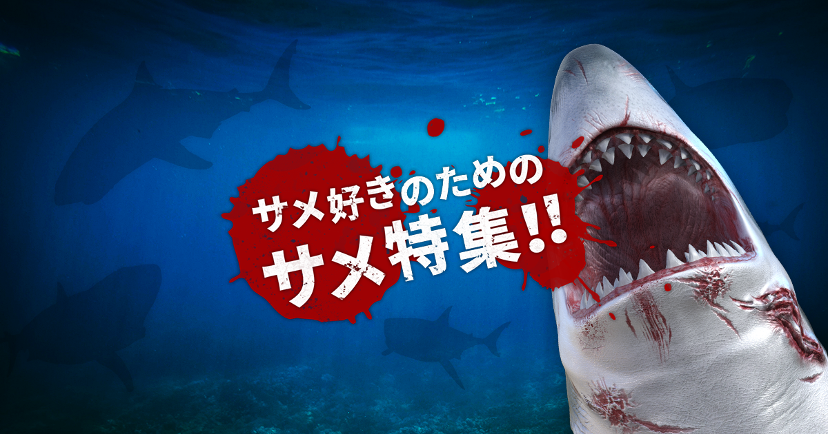J Com サメ特集 怖いだけじゃないサメの生態が今ここに終結 J Comテレビ番組ガイド