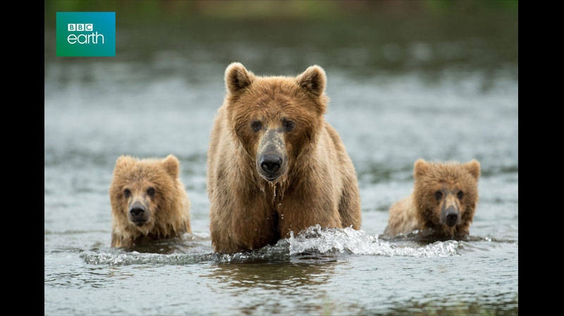 BBC Earth 2021ナチュラルワールド　 特集：動物界のアウトロー