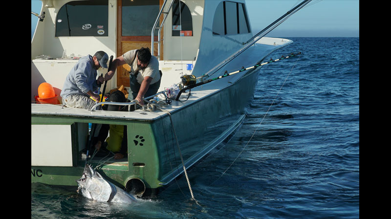 一攫千金！巨大マグロ漁 南北対決 2