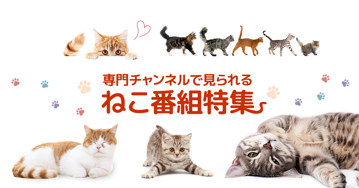 ねこ番組 放送予定 | J:COMテレビ番組ガイド