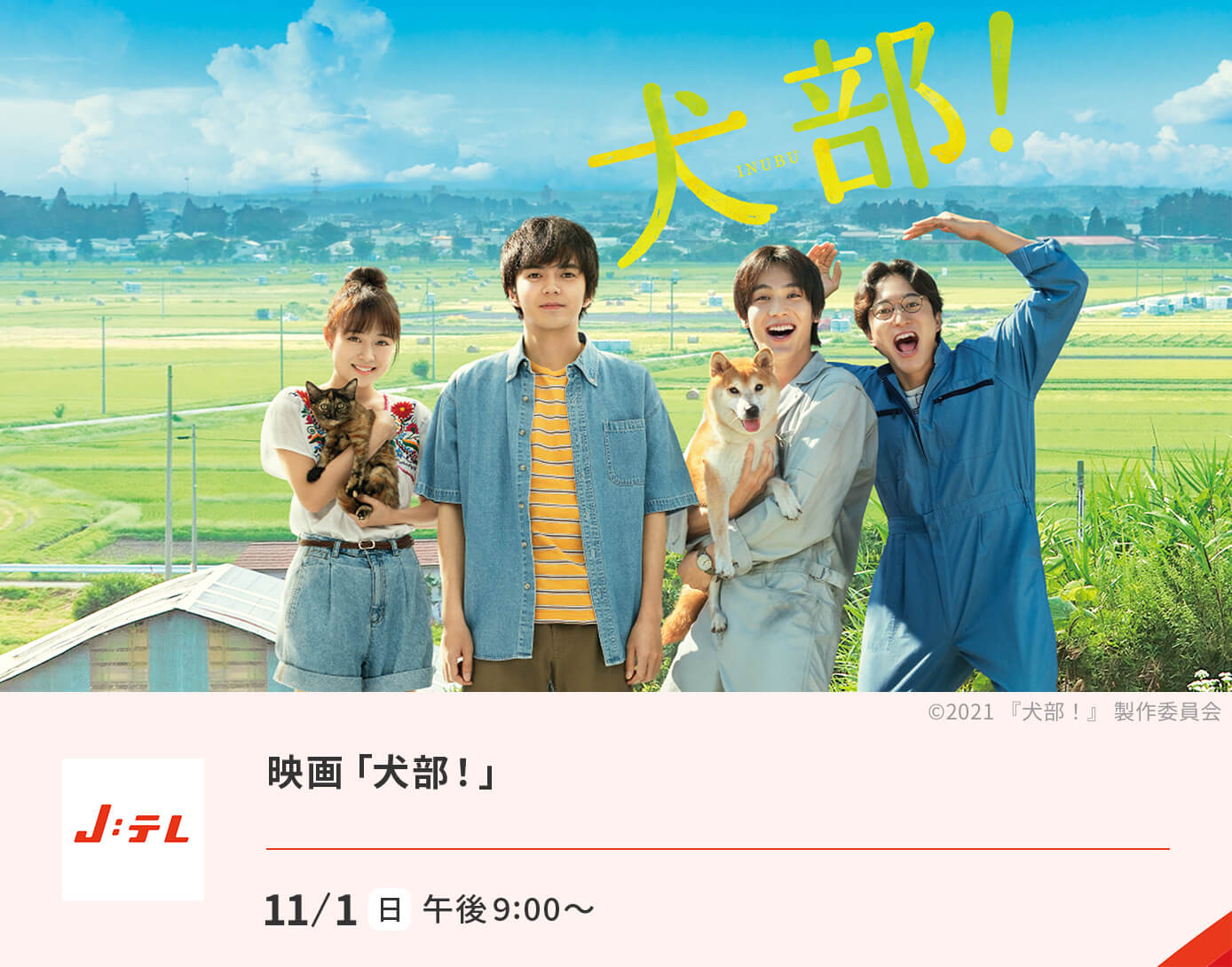 映画「犬部！」