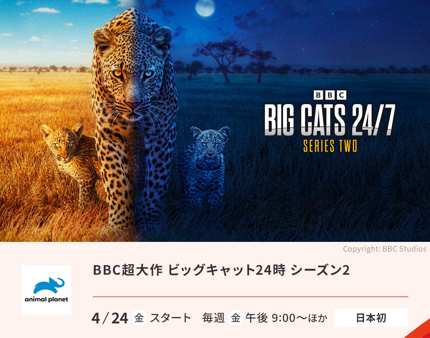 BBC超大作 ビッグキャット24時 シーズン2