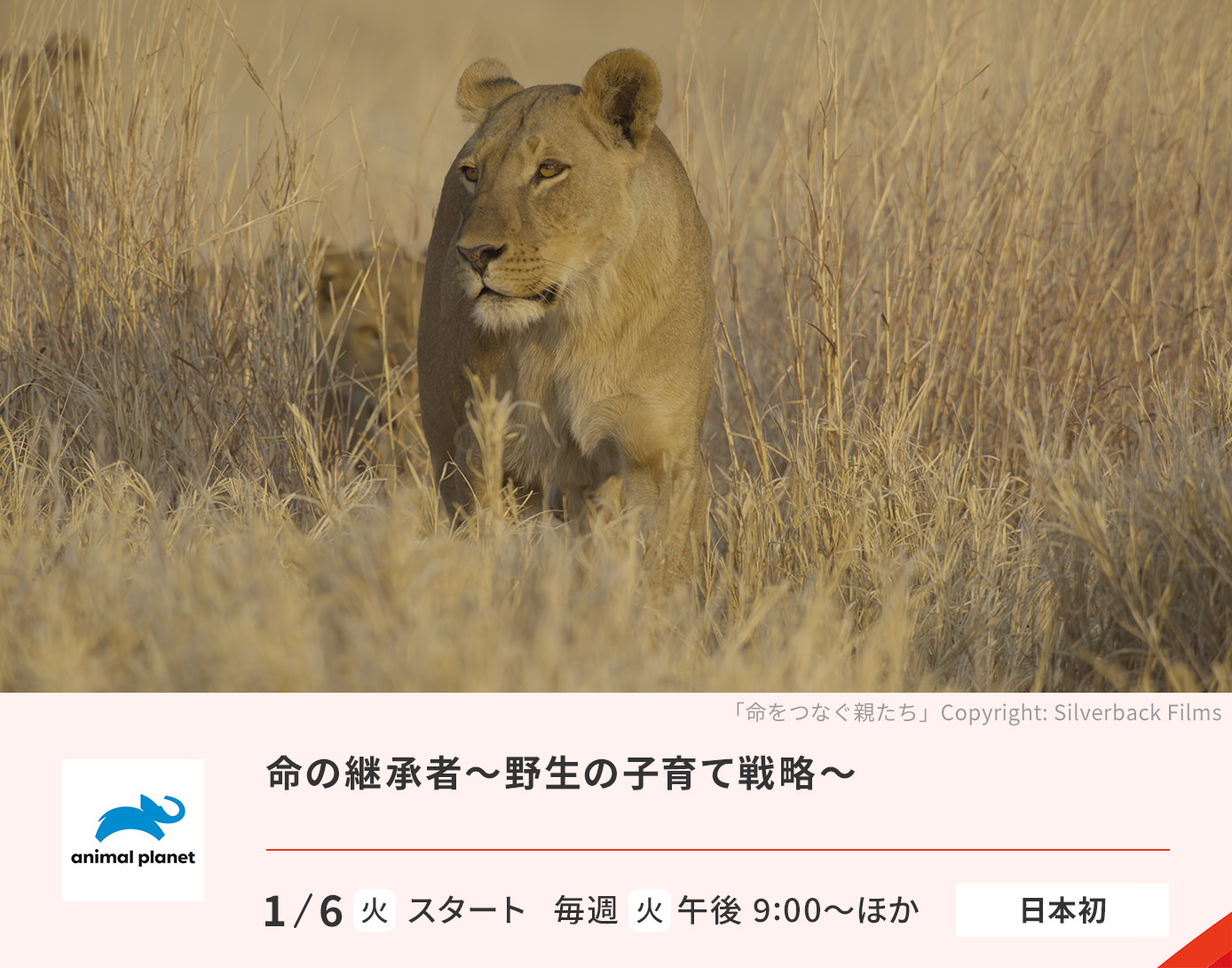 命の継承者〜野生の子育て戦略～