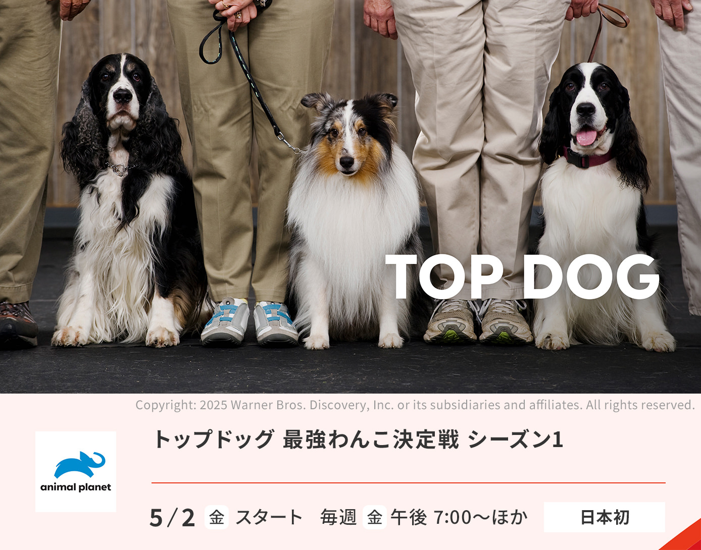 トップドッグ 最強わんこ決定戦 シーズン1