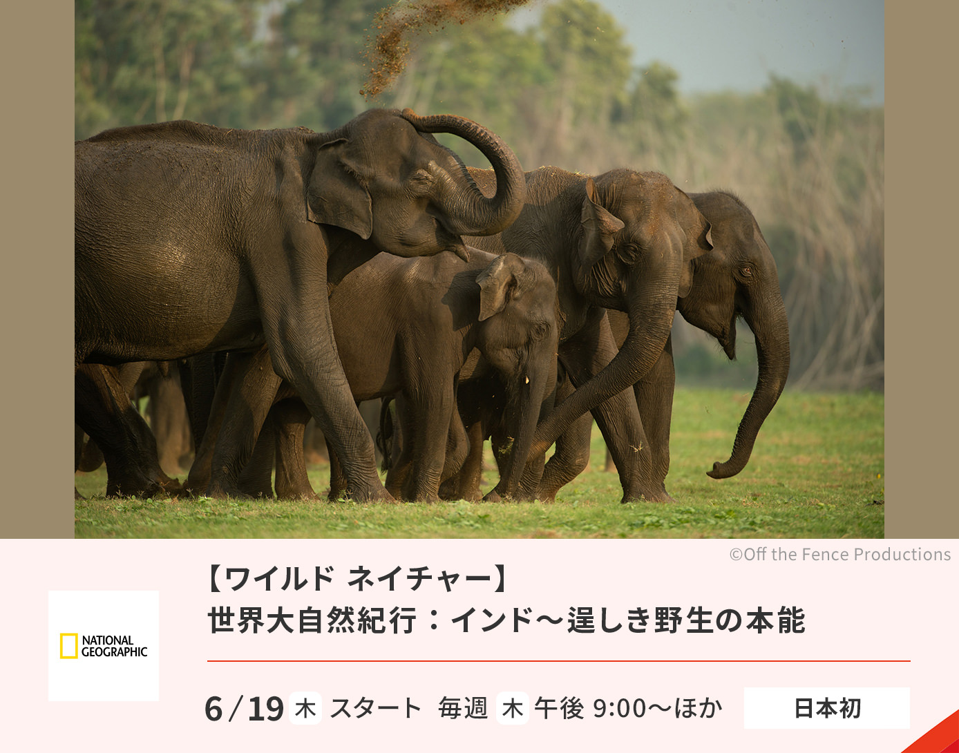 世界大自然紀行：インド～逞しき野生の本能